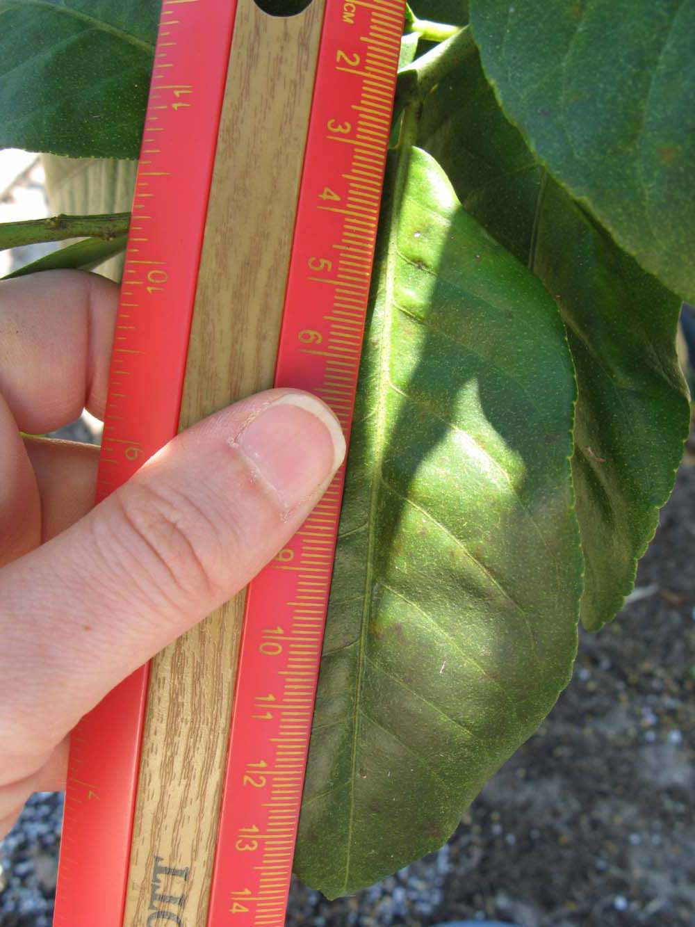              Unifoliolate leaf (Winter Haven, FL)       